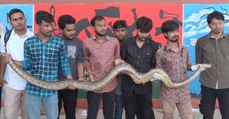 কারমাইকেল কলেজ থেকে ১২ ফুট লম্বা অজগর সাপ উদ্ধার